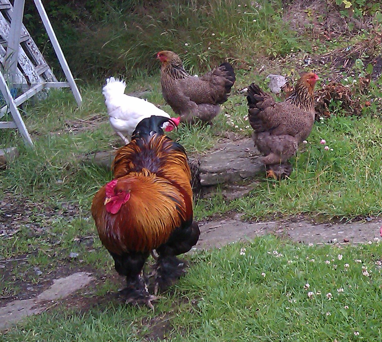 Taste of rooster!